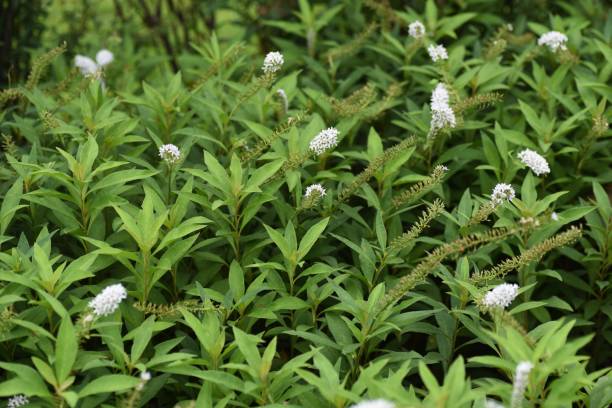 istock Gooseneck loosestrife flowers 1254342383