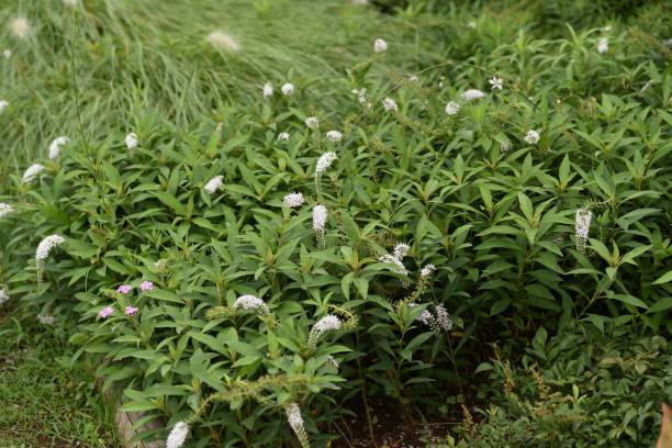 istock Gooseneck loosestrife flowers 1254342389