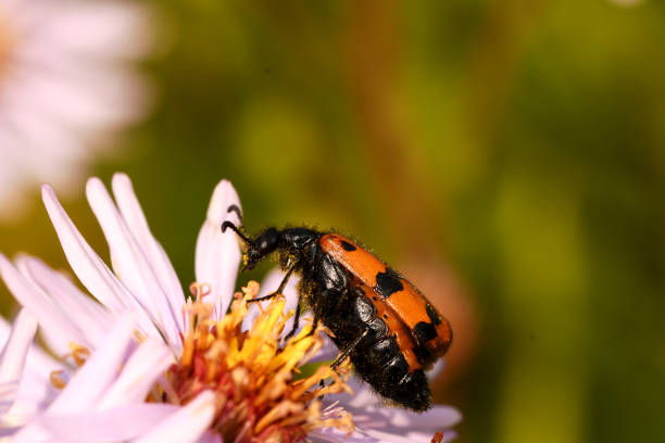 istock a beetle pollinates a flower in a field 1254342453