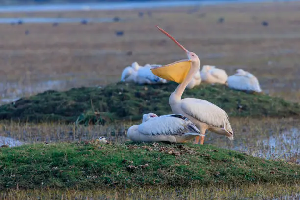 pair of great white pelicans waking up and yawning