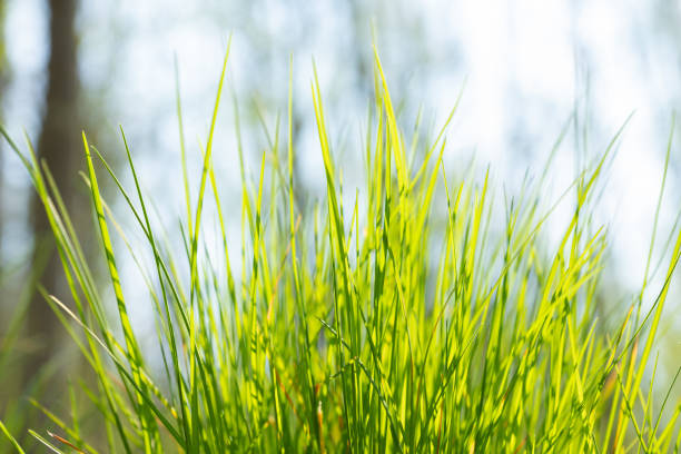 Close-up of lush green grass taken against the blue sky in teh forest