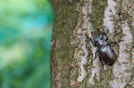 deer beetle on a tree trunk with bark in the garden in summer