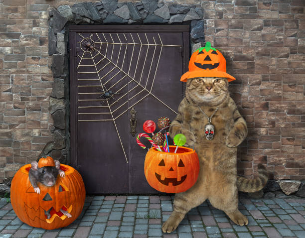 istock Cat with rat near castle 3 1254344487
