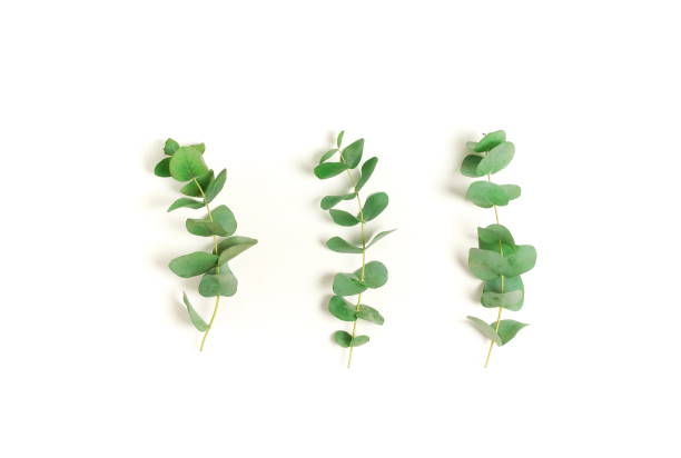istock green eucalyptus leaves, branches set isolated on a white background. flat lay, top view. poster 1254344492