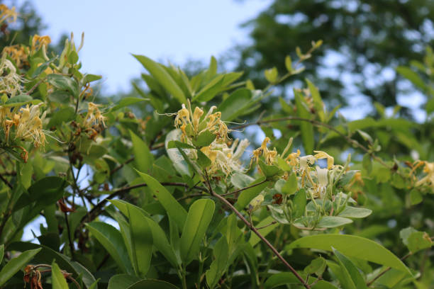 istock Blooming white and yellow Honeysuckle bush. Flowering white-yellow Honeysuckle 1254344515