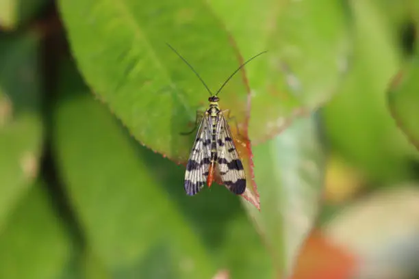 Panorpa communis insect on a green leaf. Common scorpion fly in the garden