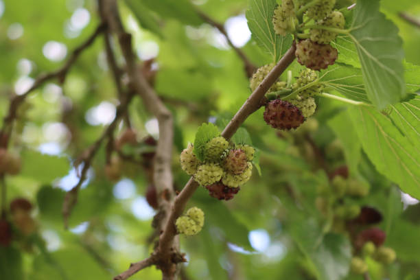 istock Ripe and unripe Black mulberry fruit on branch 1254345453