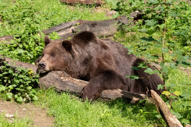 istock lazy brown bear takes a nap in the warm summer sun 1254345607