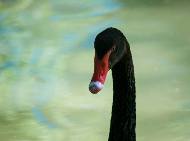 istock Close up with a black swan's head and neck on blurred background.. 1254345833