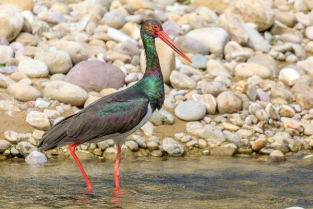 side view of a Black Stork wading trough water
