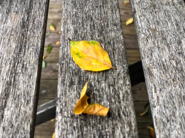 istock dried autumn leaves on a wooden table 1254346611