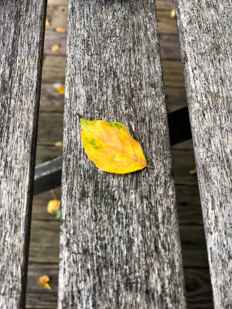 istock dried autumn leaf on a wooden table 1254346629