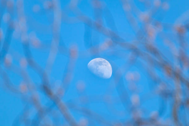 White moon half in day light on blue sky closeup, look through blurred branches. Daytime growing moon rise telescope detailed zoom view
