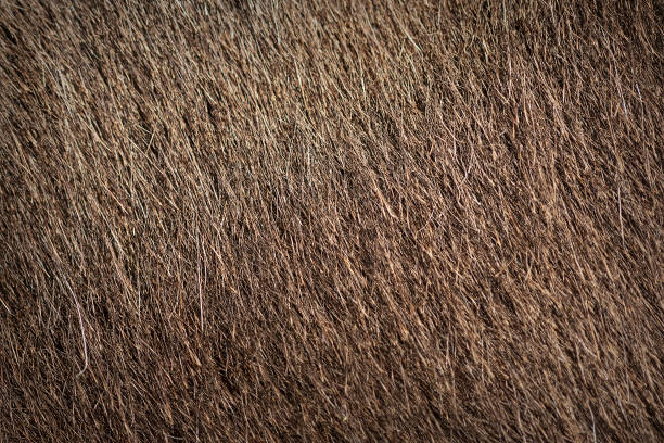 istock donkey textured fur for your design 1254349089