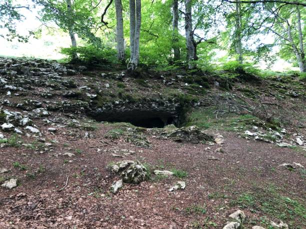 istock Amescoa baja : a forest that hides caves and old dolmens and menhirs 1254349201