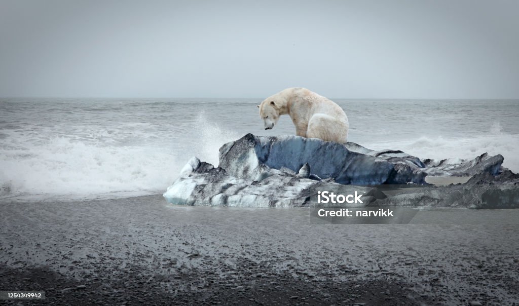 Polar bear on the floe Lonely polar bear on the floe and open sea behind Climate Change Stock Photo