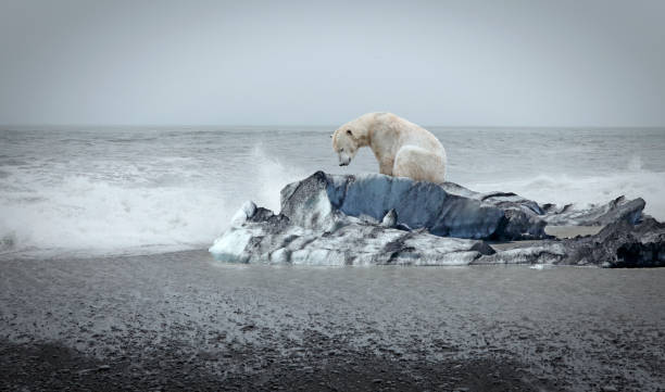 белый медведь на льдине - melting ice стоковые фото и изображения