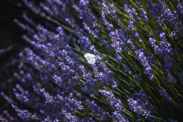 Close-up shot of blooming purple lavender bush with white bees and butterlfies in flowers field in Isparta, Turkey - summer nature background