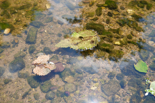 Two yellowed leaves float on the river. Autumn concept.  The river floor is covered with moss and the water is clear.