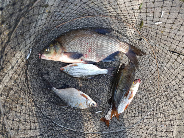 istock Fishing concept. Freshwater fish on keepnet with fishery catch in it. 1254350213