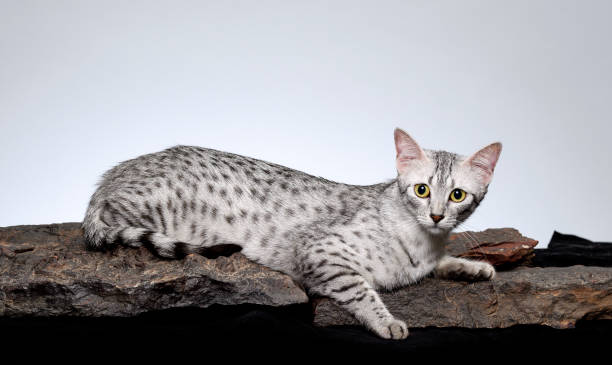 istock Egyptian Mau Cat lying down on stones 1254351225