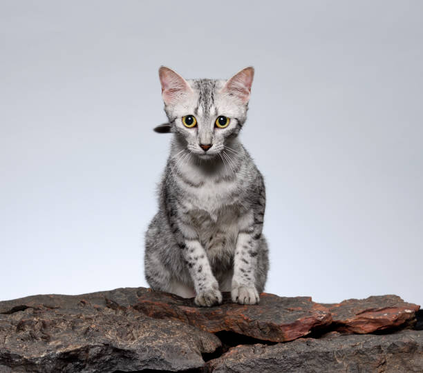 istock Egyptian Mau Cat sitting, Watching. 1254351226