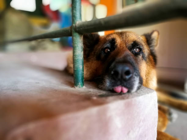 istock Funny German Shepherd dog lying down with tongue out 1254352789