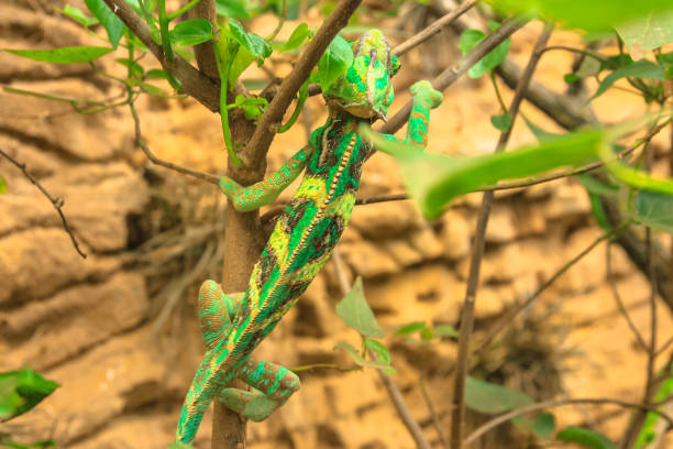 grünes chamäleon auf laub aus nächster nähe - chameleon africa rainforest leaf stock-fotos und bilder