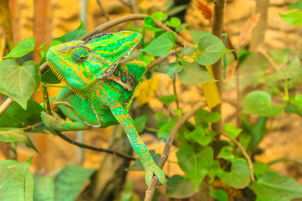 grünes chamäleon auf laub - chameleon africa rainforest leaf stock-fotos und bilder