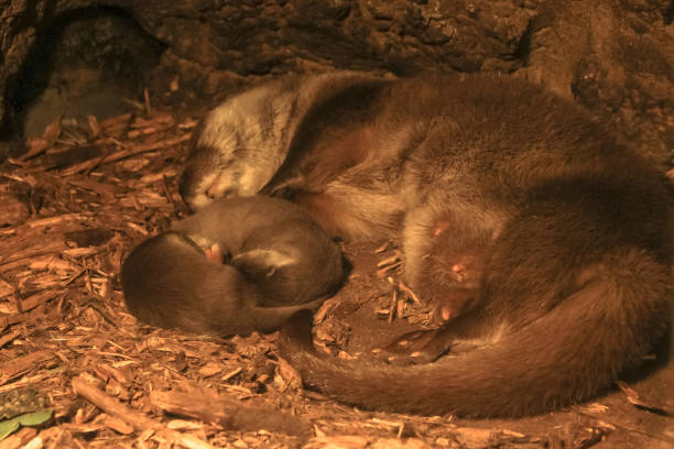 istock Eurasian otter with cubs 1254353068