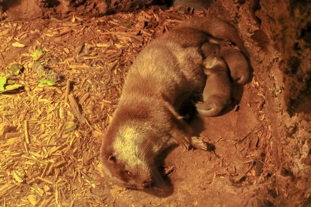 Cute otter