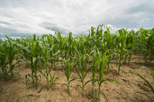 istock farmland in europe 1254354121