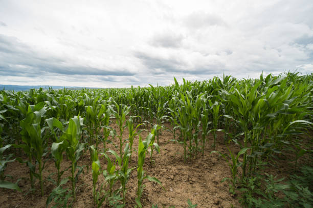 istock farmland in europe 1254354145