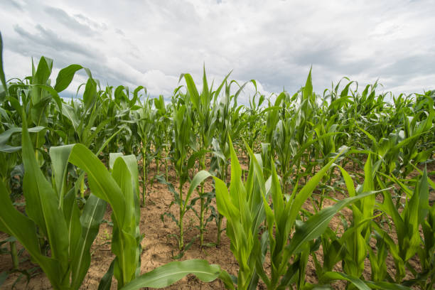 istock farmland in europe 1254354692
