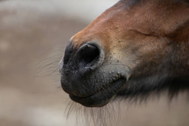 istock A close up of a horse head 1254355000
