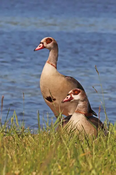 18 may 2020, Basse Ham, Thionville Portes de France, Moselle, Lorraine, France. A couple of Egyptian geese took up residence at the entrance to the Basse Ham marina. In this photo they took the pose, which is rare.