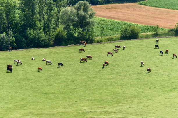 Aerial view of a meadow with cows