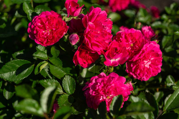 istock Pink small roses, green leaves 1254361046