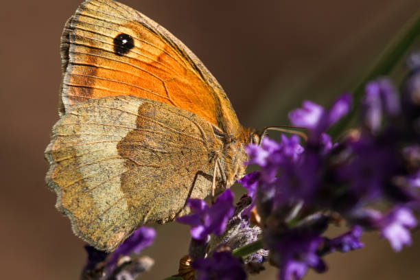 istock Meadow brown butterfly, Maniola jurtina 1254361950