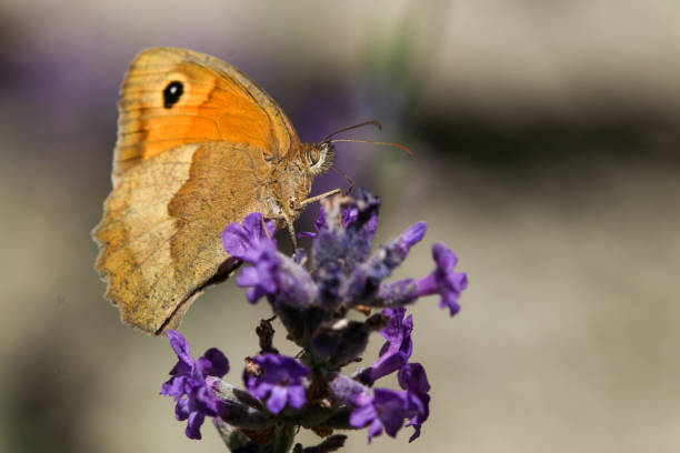 istock Meadow brown butterfly, Maniola jurtina 1254361971
