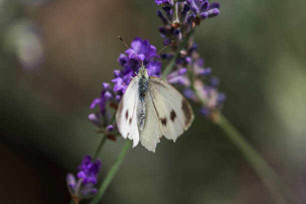 istock Cabbage White Butterfly, Pieris rapae on lavender blossom 1254361985