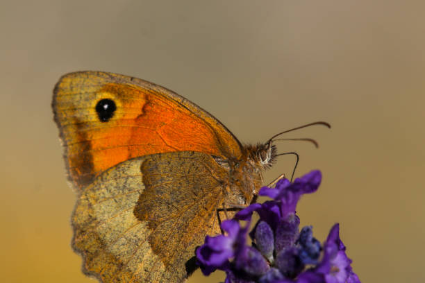 istock Meadow brown butterfly, Maniola jurtina 1254362013