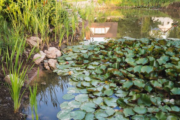 istock pond landscape with water lilies and reflection in the water 1254362017