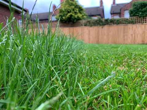 Close up of grass with a part cut lawn.  Long grass on the left with freshly mown short grass on the right
