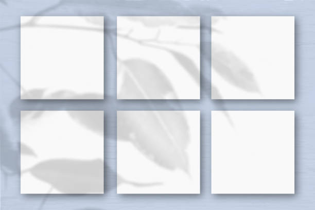 istock 6 square sheets of white textured paper on the blue wall background. Mockup overlay with the plant shadows. Natural light casts shadows from an exotic plant.. Flat lay, top view 1254362219