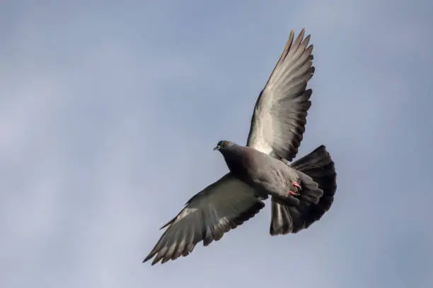 Photo of Pigeon flying on the blue sky.