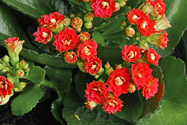 istock kalanchoe blossfeldiana 1254363227