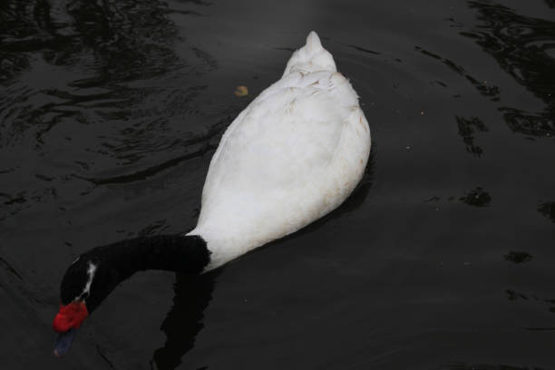 istock A view of a Black Necked Swan 1254363372