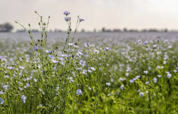 Closeup of light blue flowering flax plants against the background of a very large field. The photo was taken on a cloudy day in the spring season in the Dutch province of North Brabant.