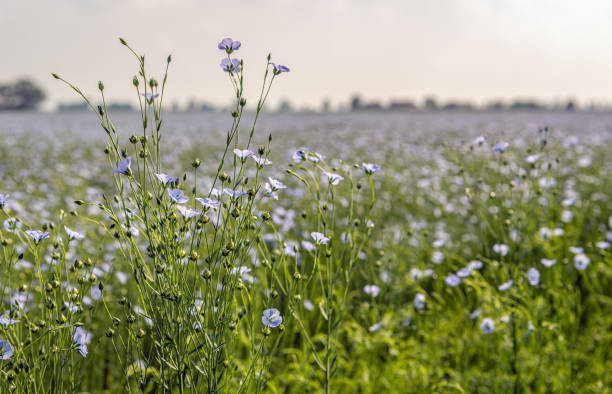 plantas de linho de floração azul de perto - petal bud plant agriculture - fotografias e filmes do acervo